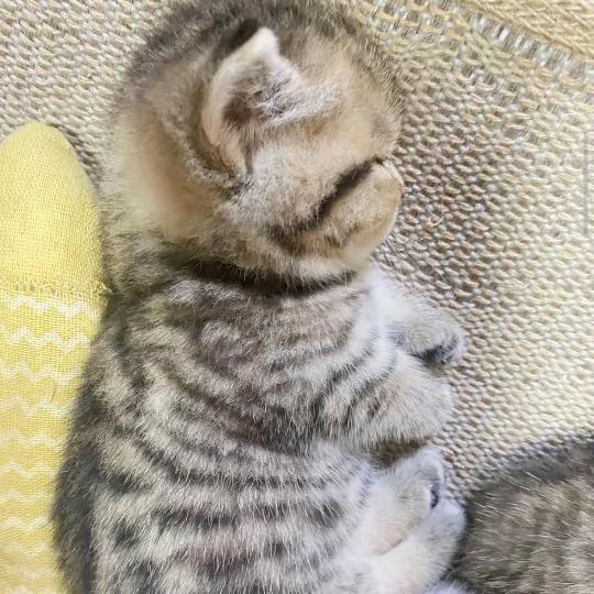 爱之梦💞