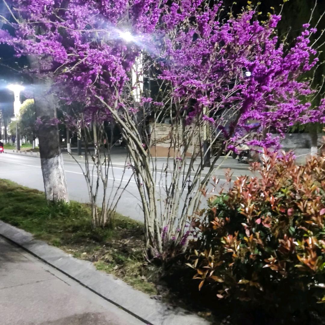 🍂((🍁⥎🍁))🍂