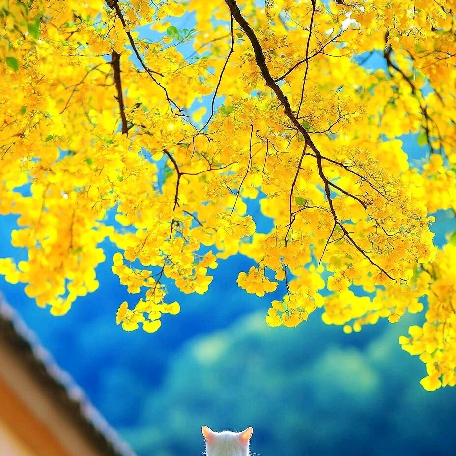 中医传承
