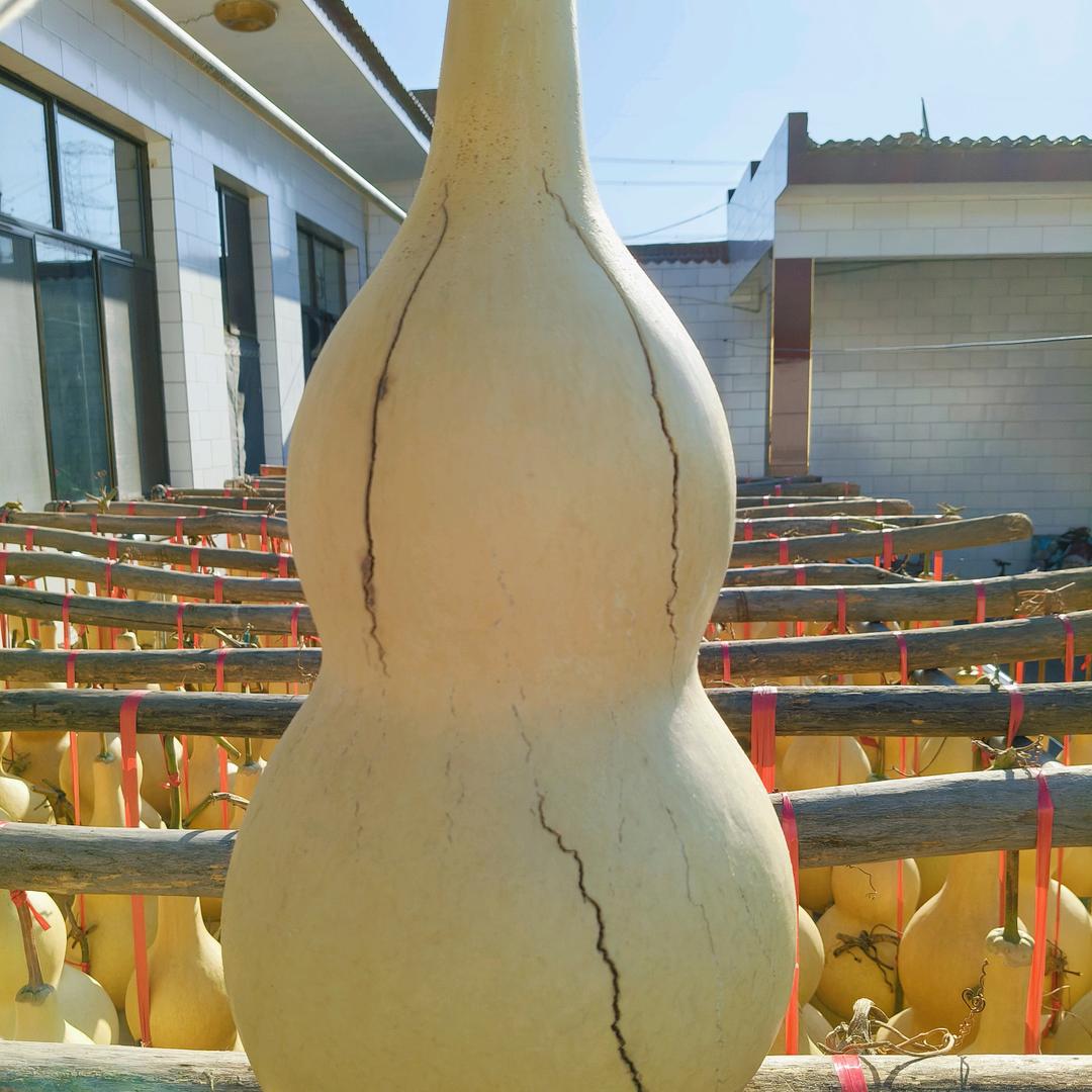 半生缘【葫芦的魅力】