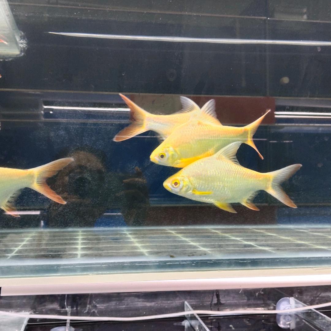 心如止水