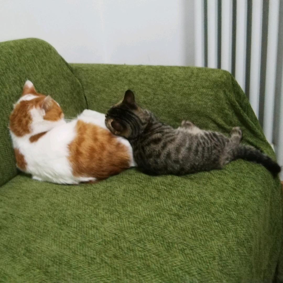 萌萌喵