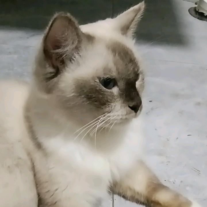 💞元💞
