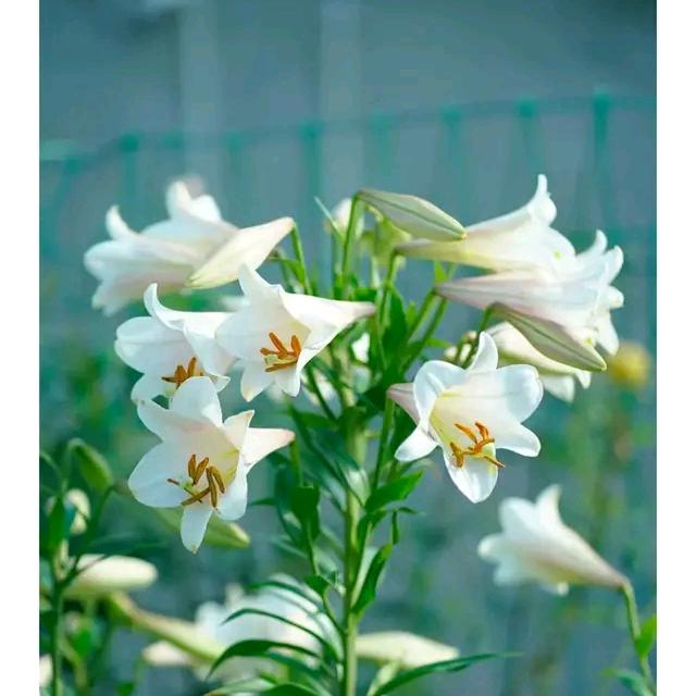 百合