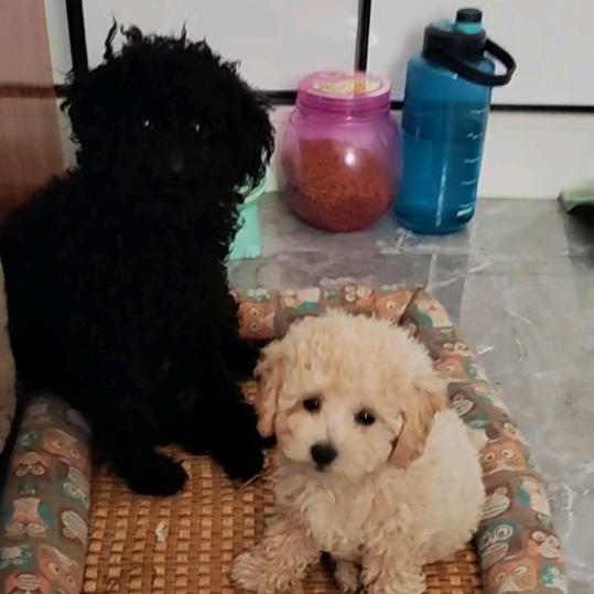 小妞妞和小黑米