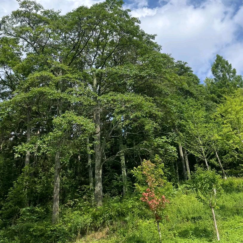 张彩瑞姥姥和王相军的故事