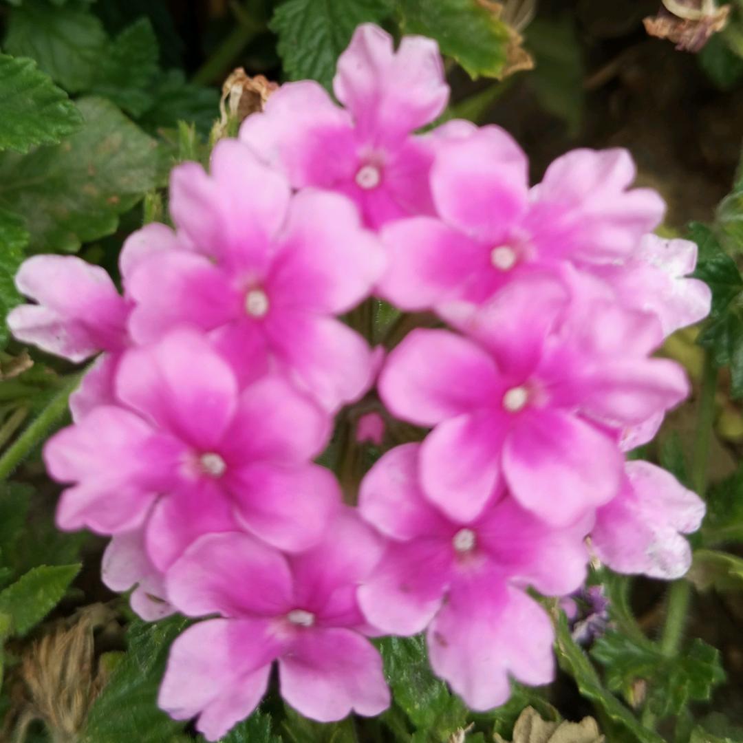 芳草零食