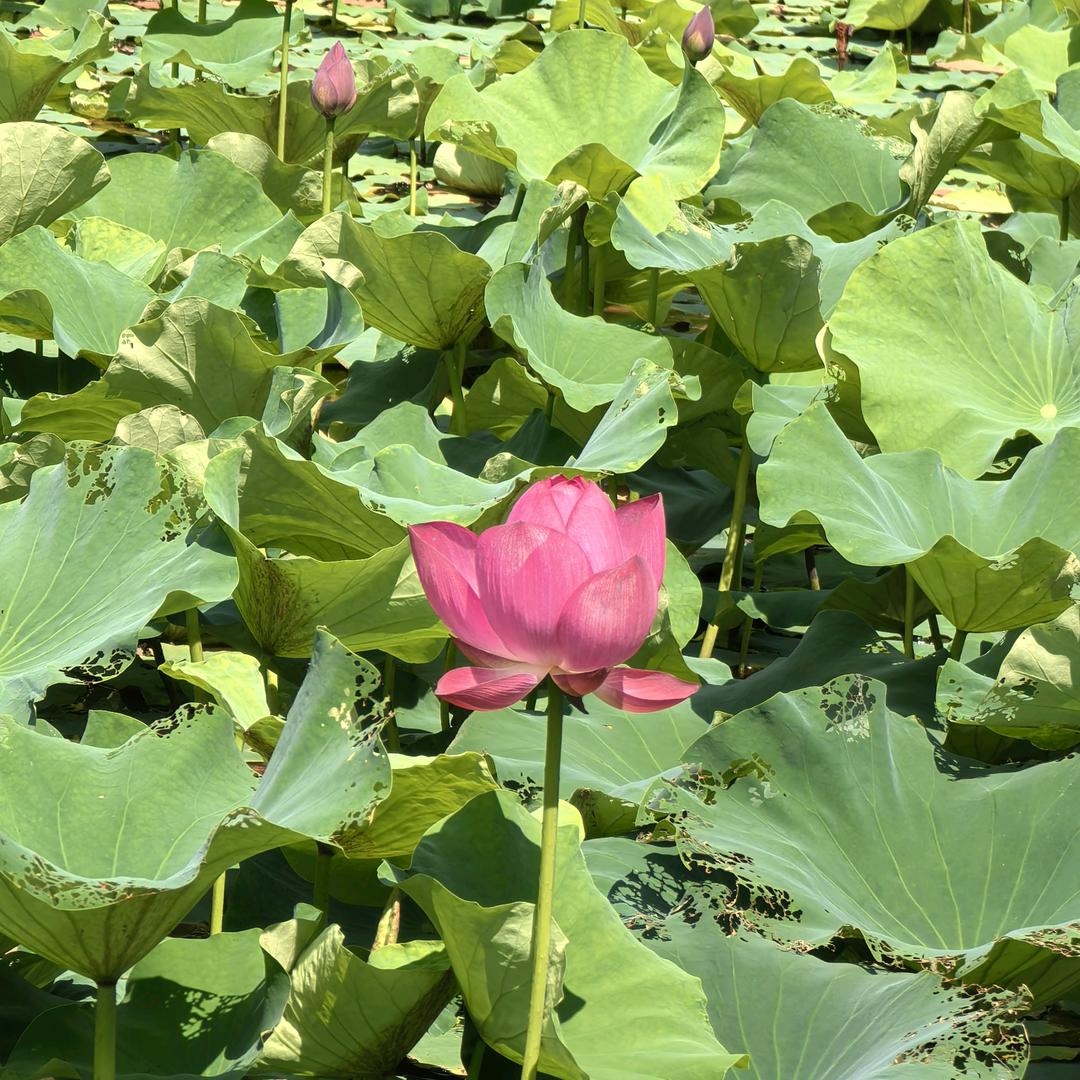 邓风来