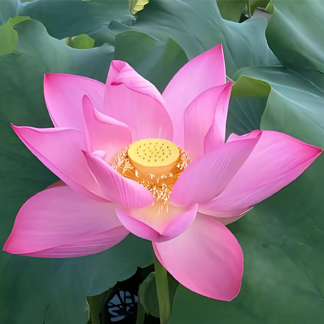 邳州梁姐