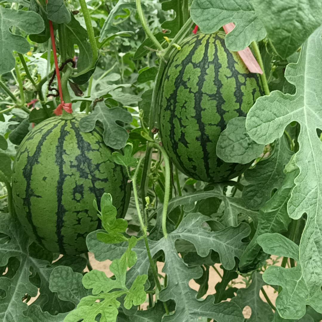 🍉【西瓜种植达人】🍉
