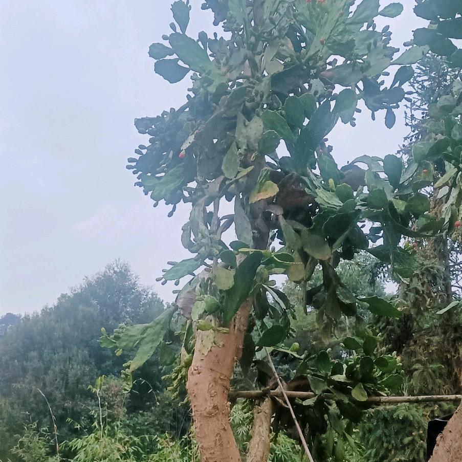 沙漠