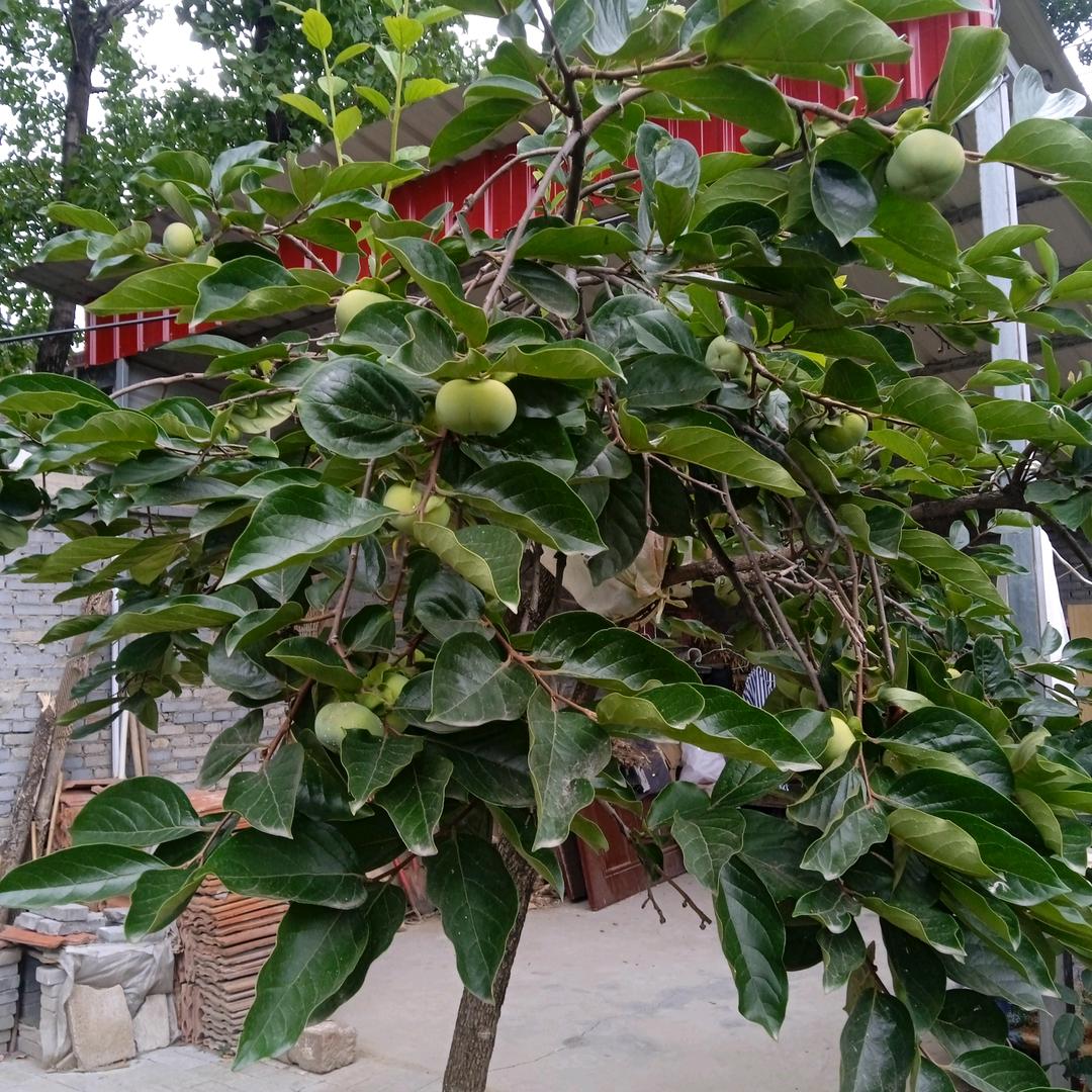 天天开心🌺🌺