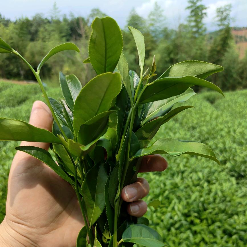 ☀E晴晴de茶生活