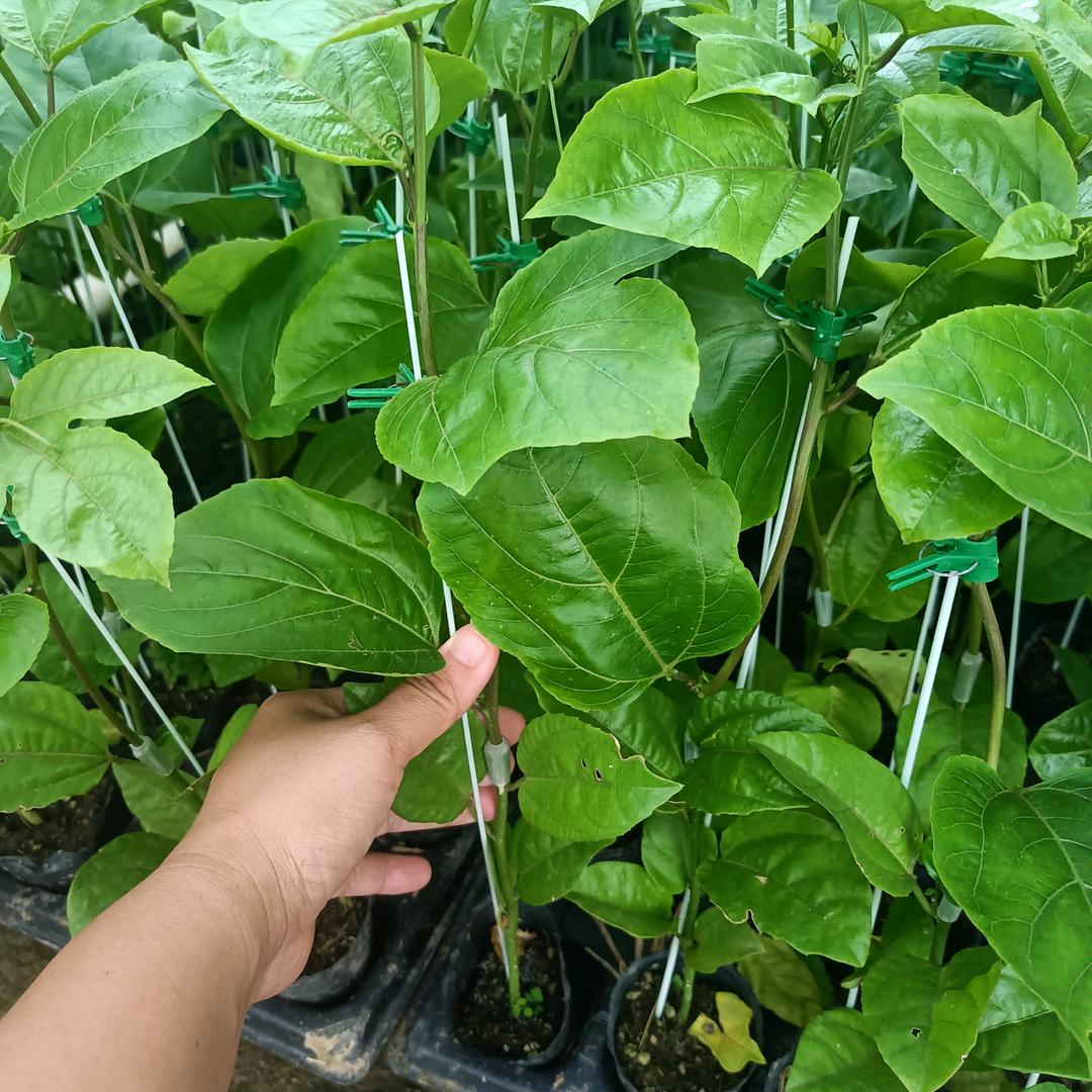 蜜企味新桂果树苗木专卖店直播2号