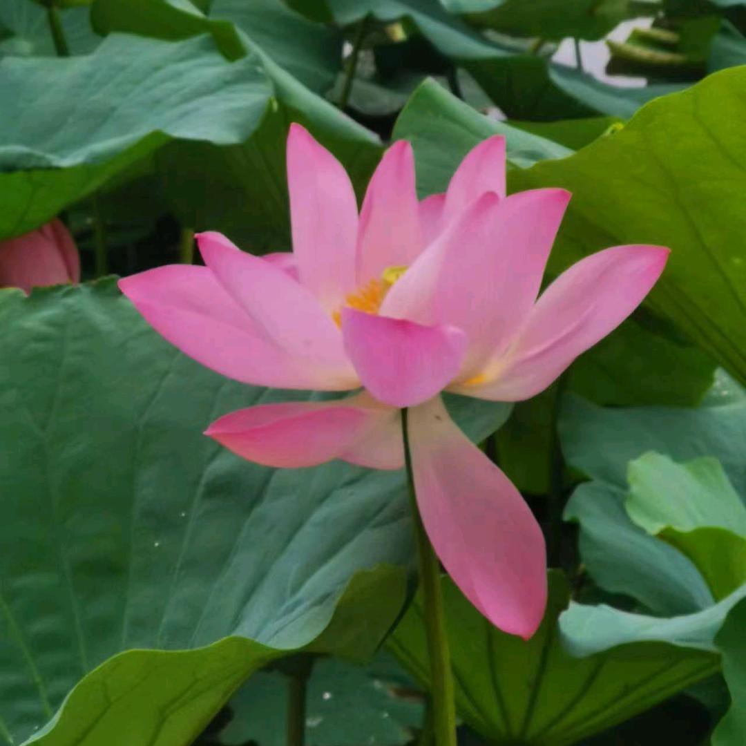 芳草萋萋