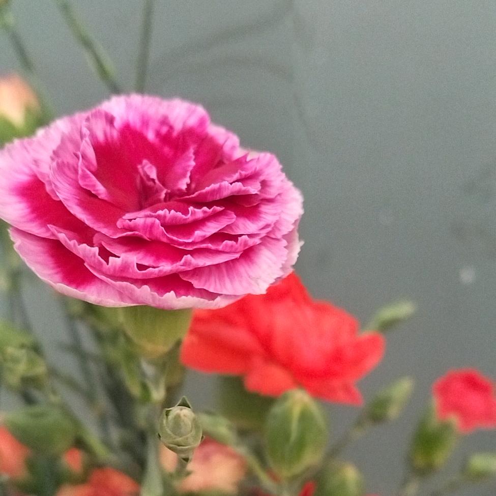 🍓🍓方得始终🍒🍒