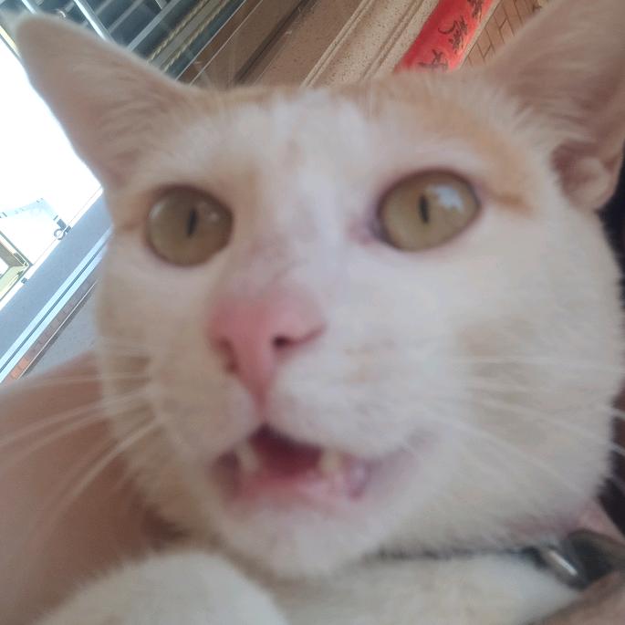 初八爱吃地瓜🍠