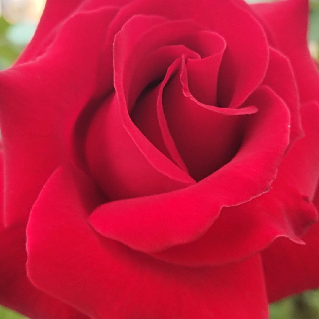 四川幺妹🌹🎤