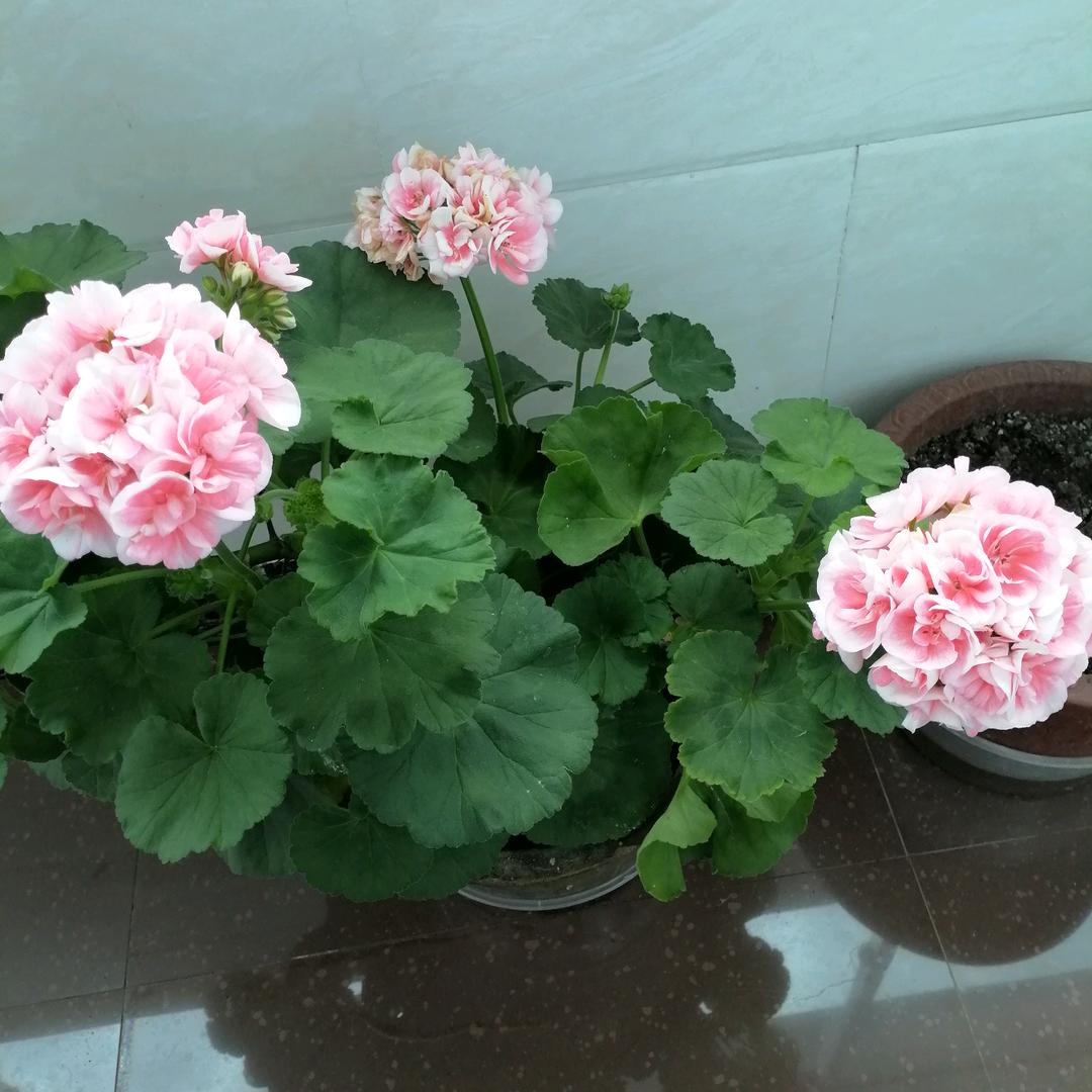 乘巧清湶