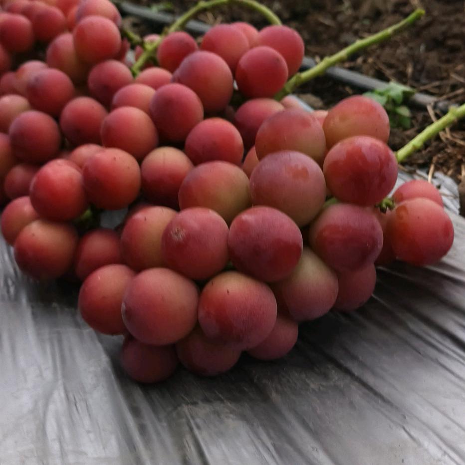 宾川晨欣果农企业店