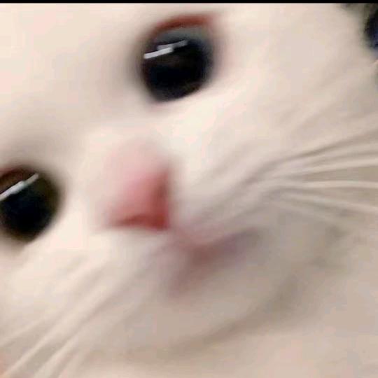 可可昕