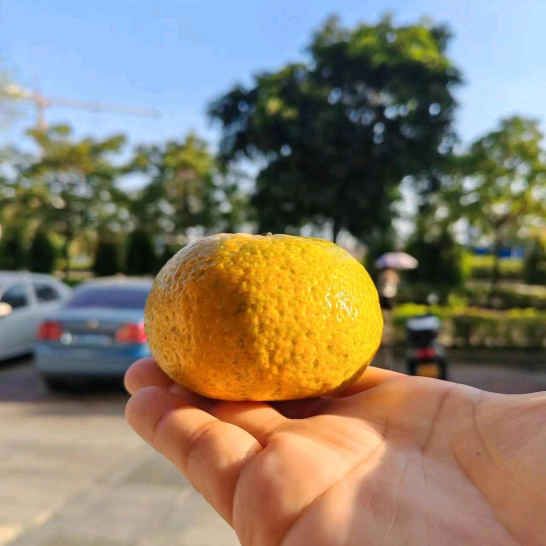 新会陈皮好货源