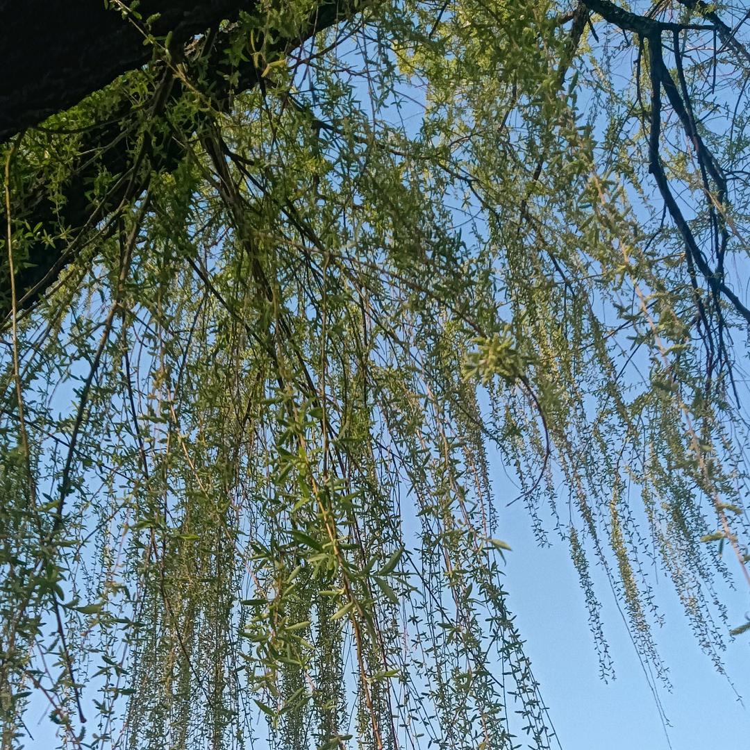 英英姐
