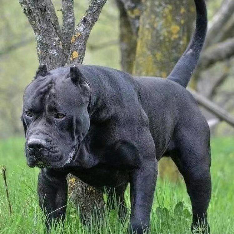 王哥：普雷萨加纳利