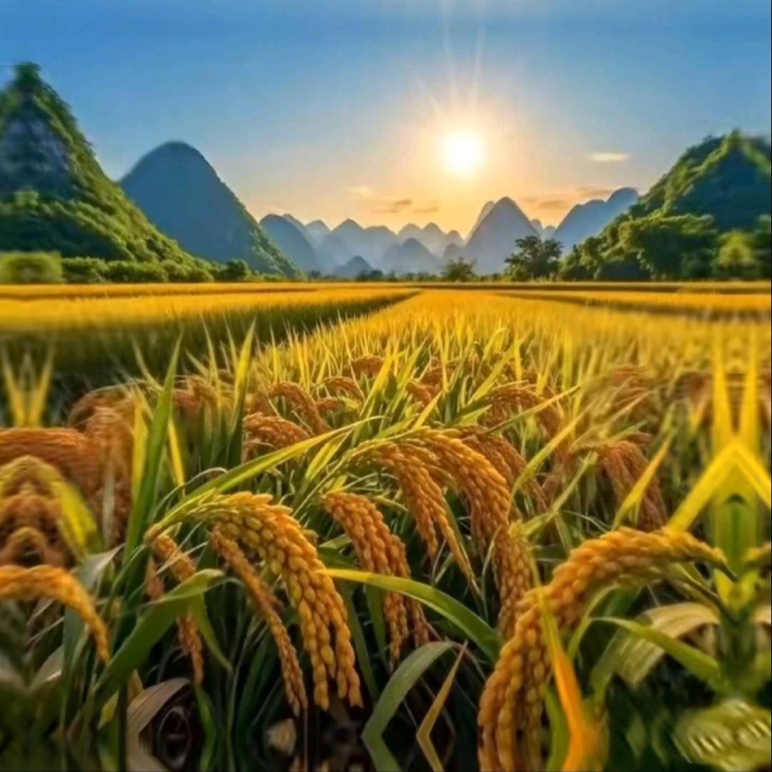 红姐