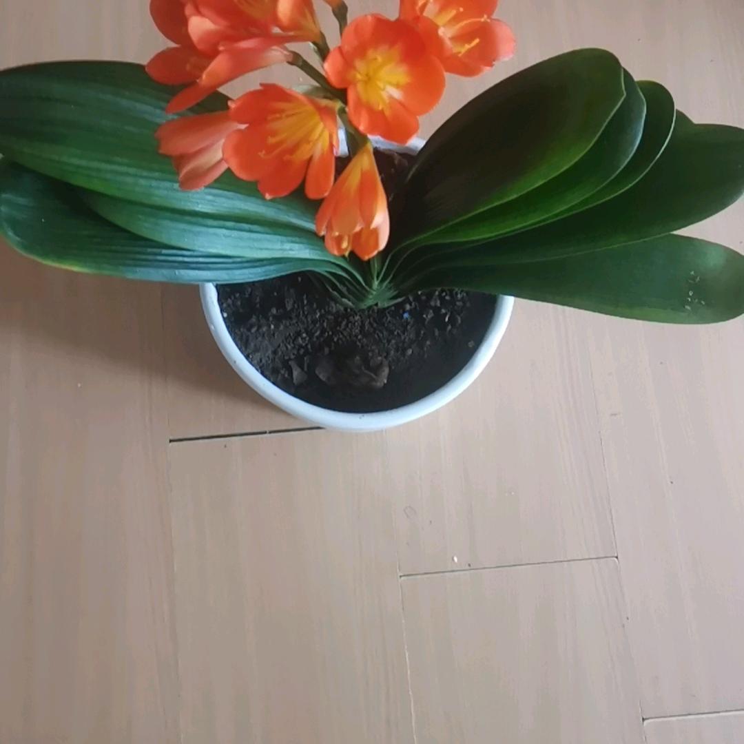 曹姐