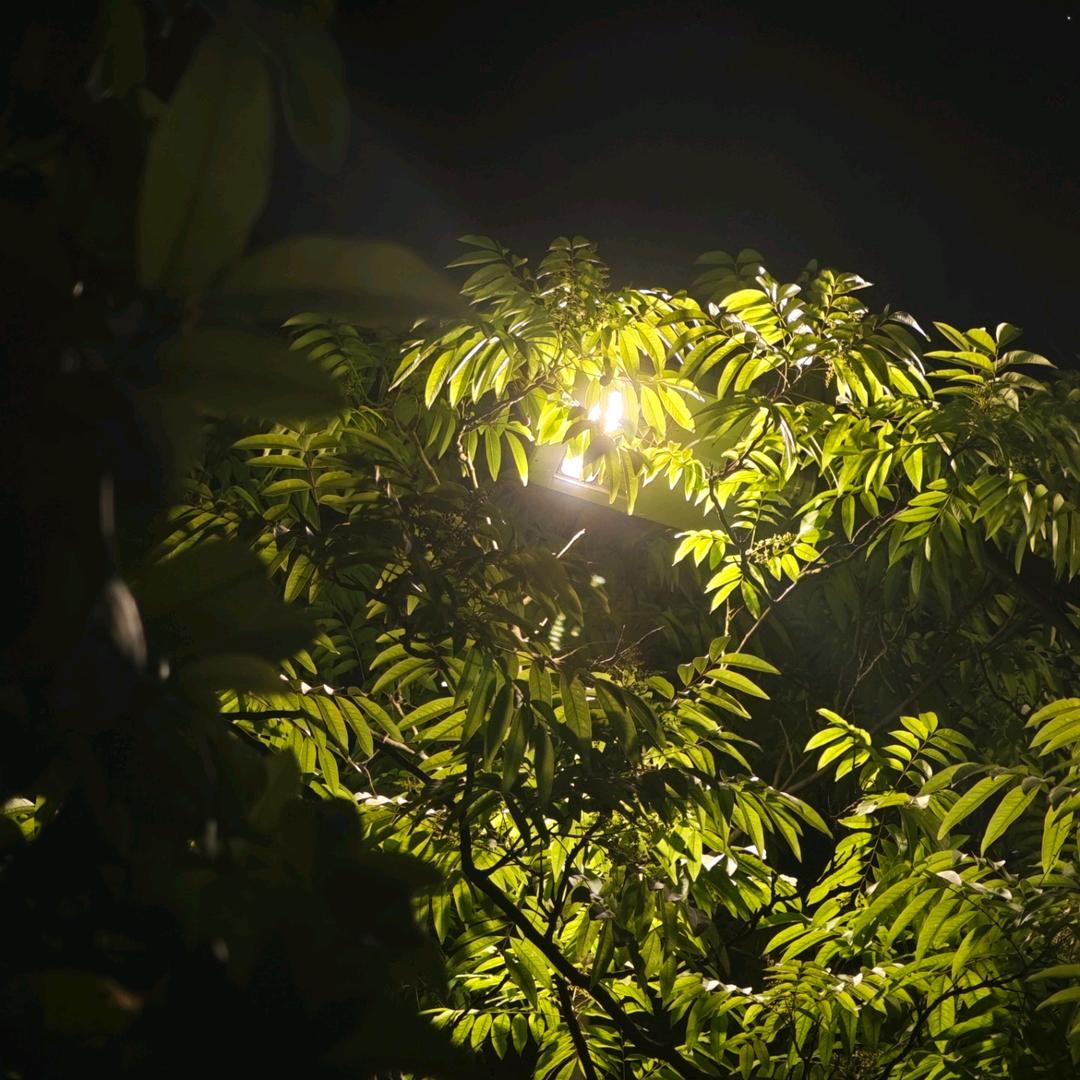 枫