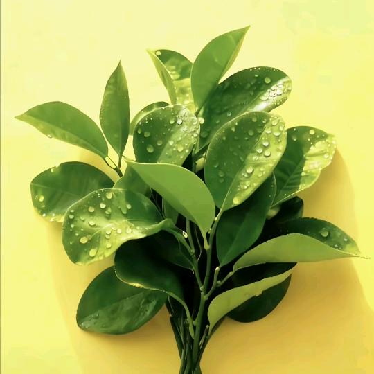 紫程 OvOᶞᵀᴮ.ᴬᵖˡ