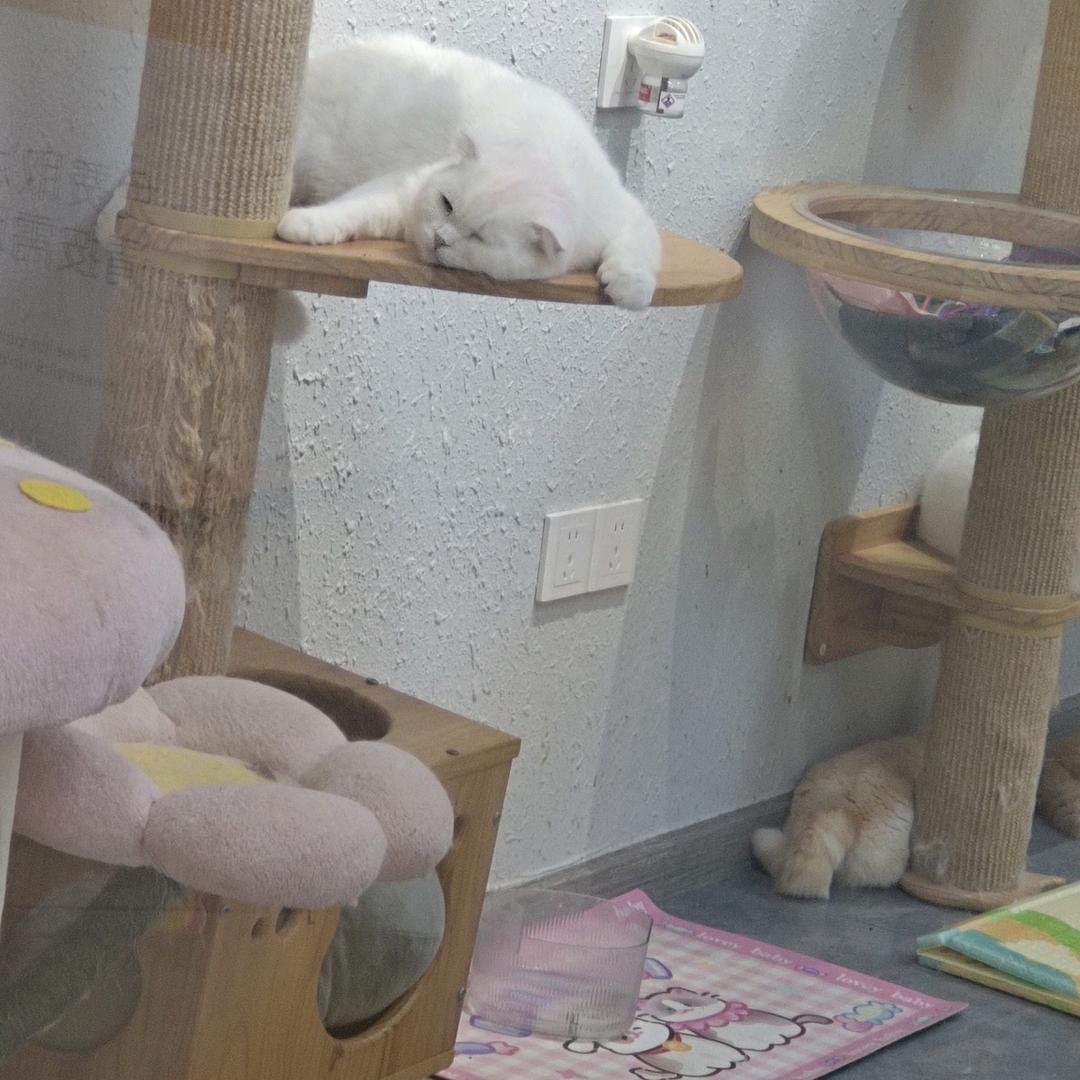 小🌿