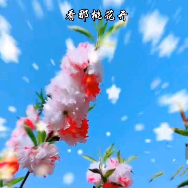 🌹浪漫曼延🌹