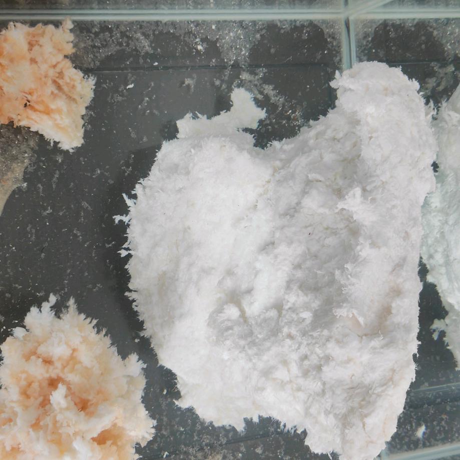 长白山石太岁源头批发