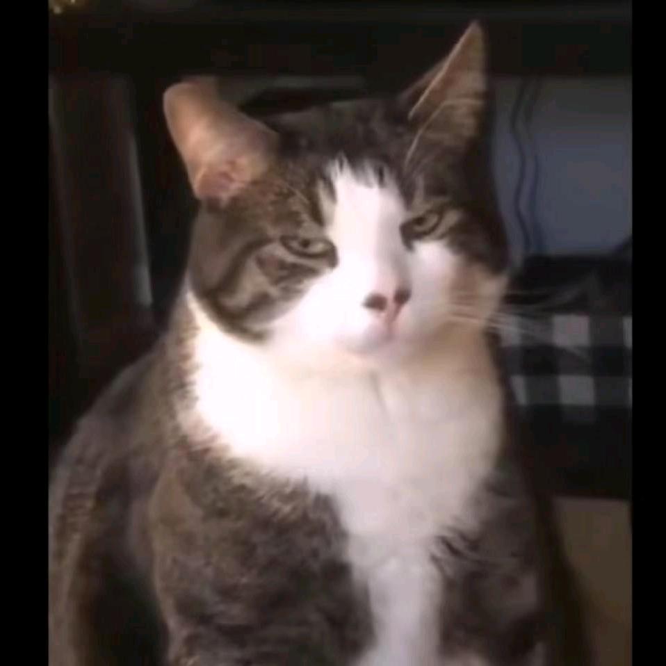 飞车肥猫