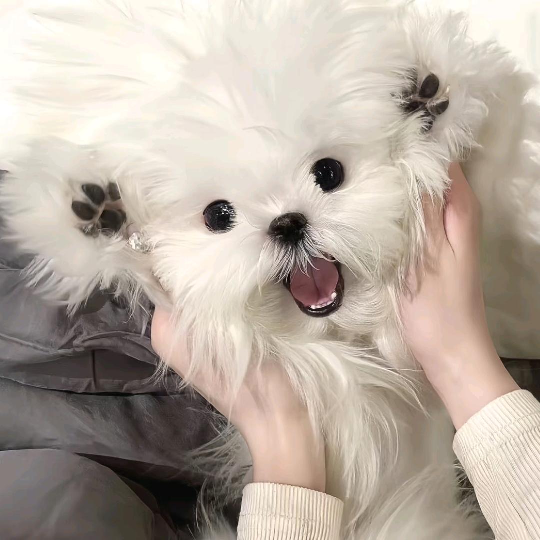 倪