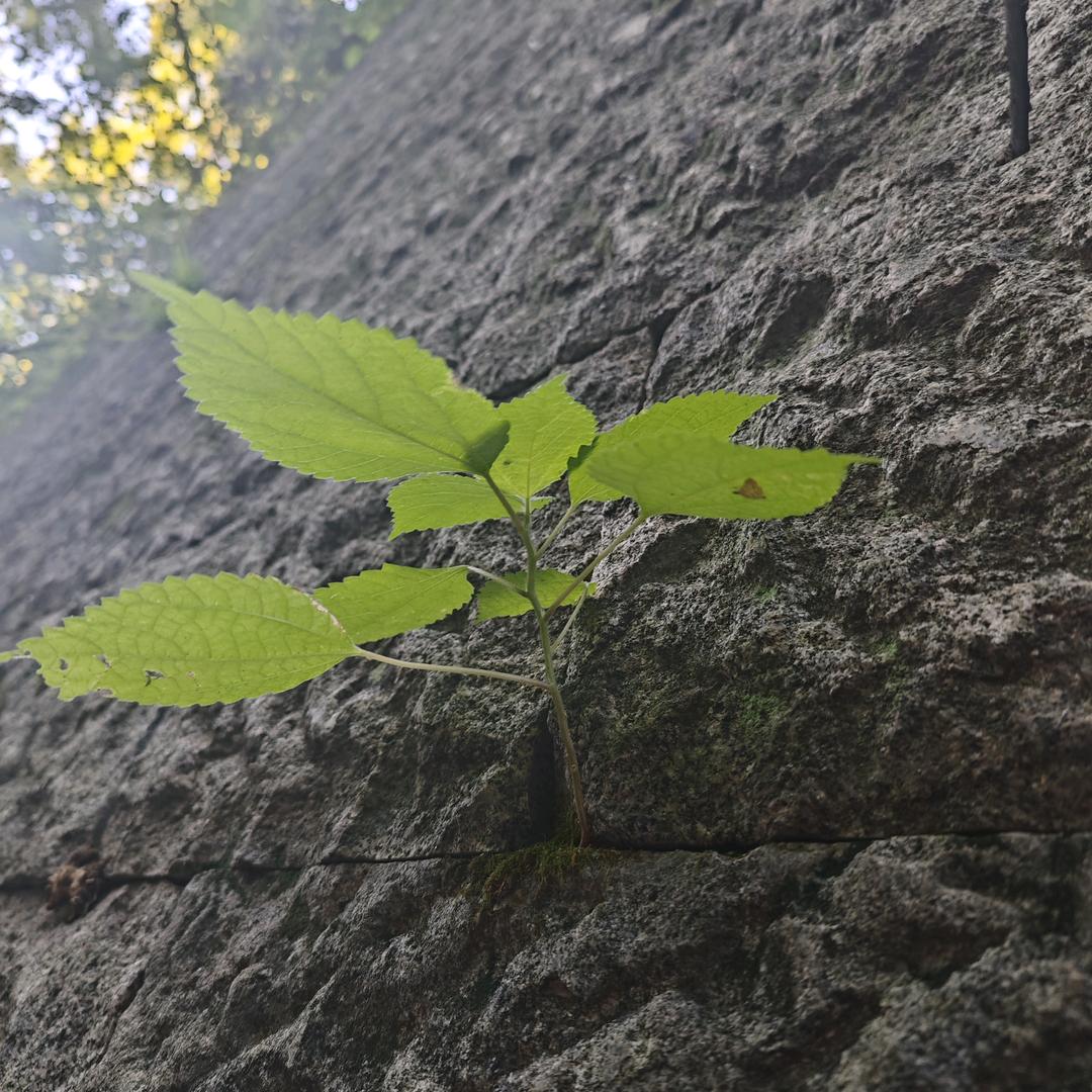 张张涨涨