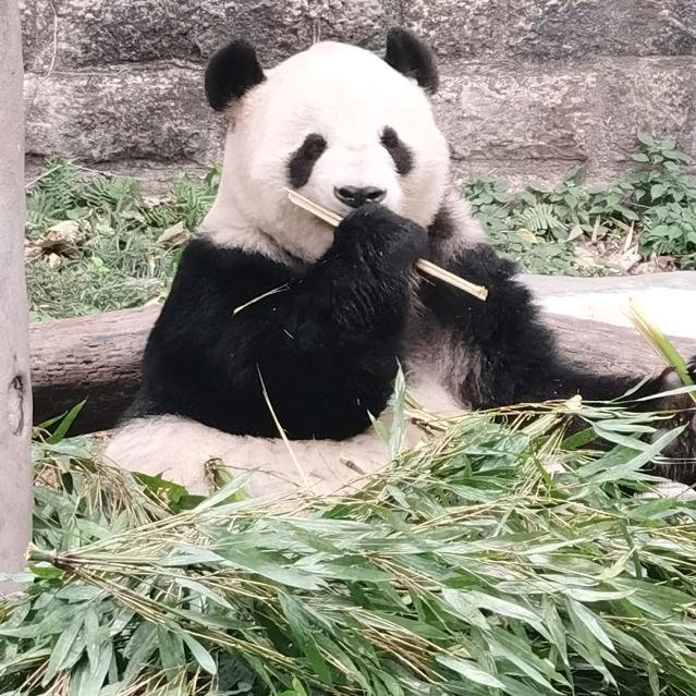 芋泥泥泥（见过许嵩版）