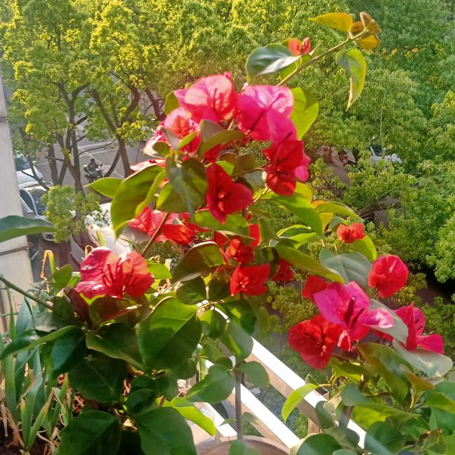 自信🍀阳光🌻