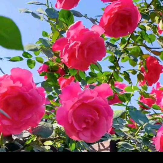 好❤️运💞缠🌹身