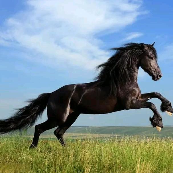 黑骏马