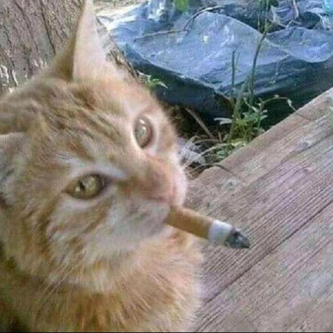 AAA上门捕鼠橘哥