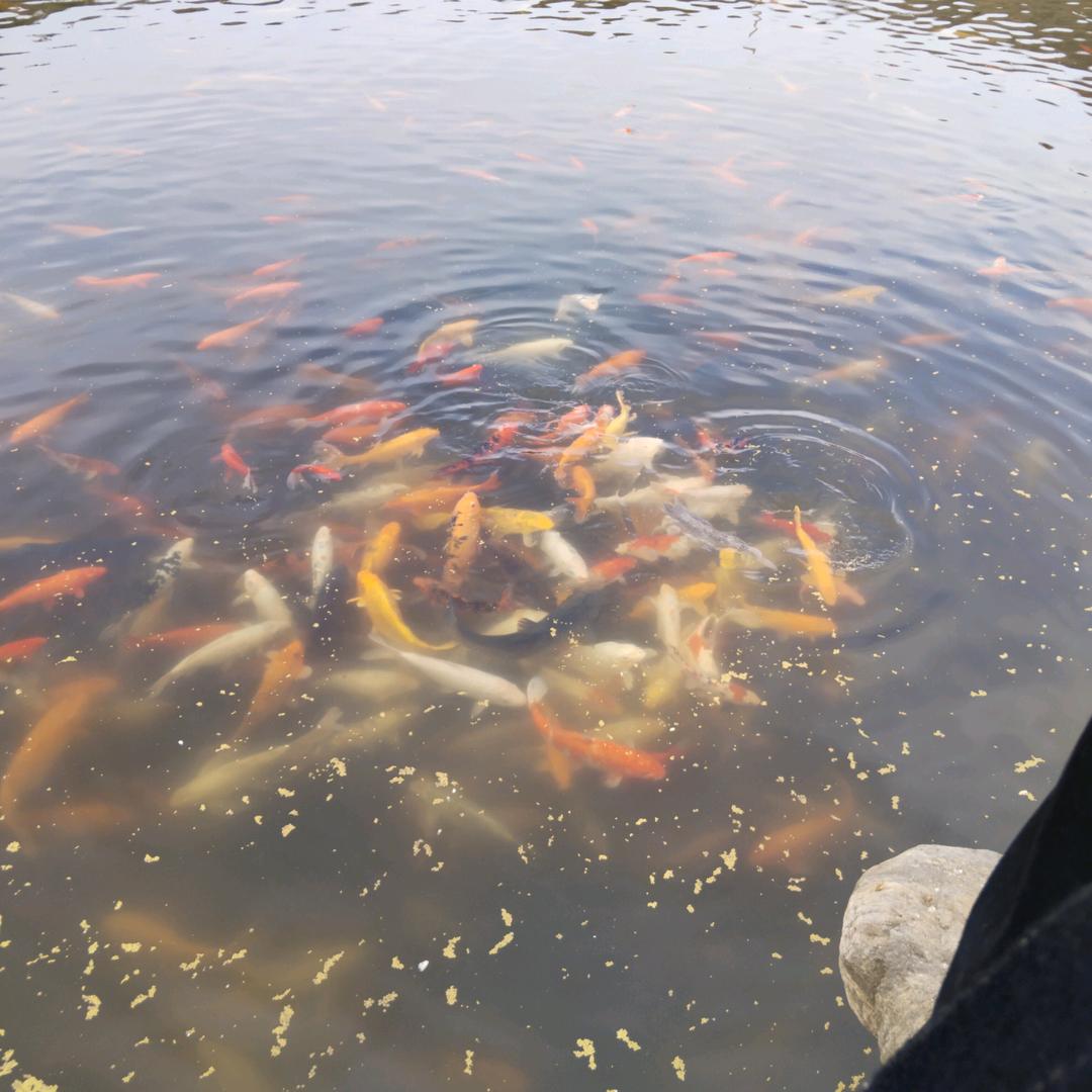 骑毛驴追高铁