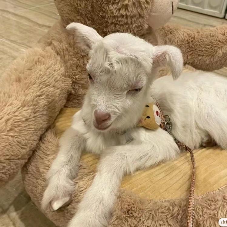 小烊倦阿🐏