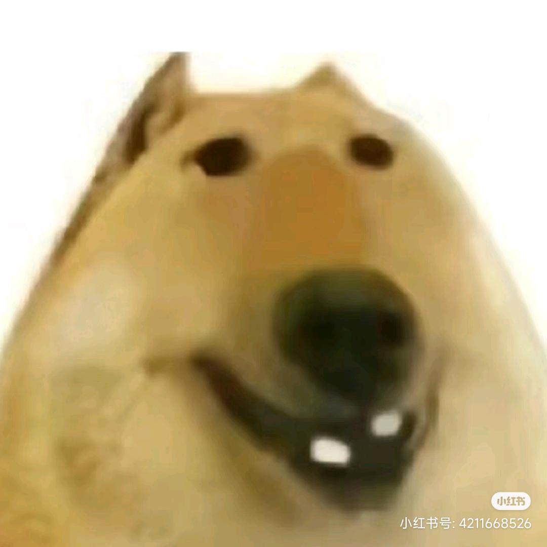 狗带c