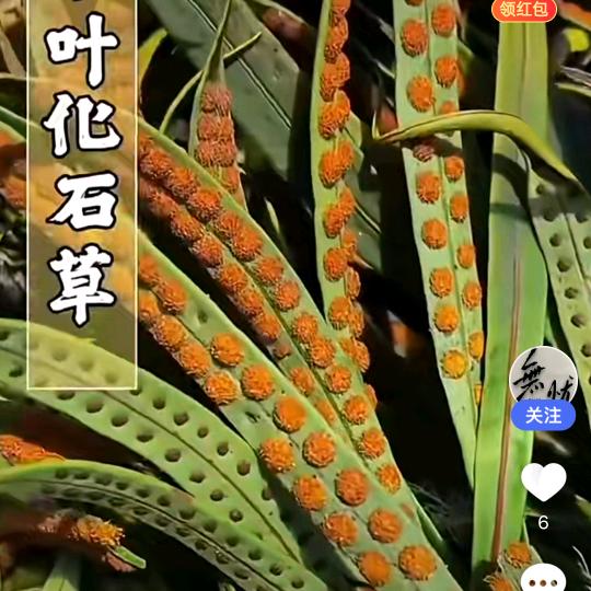 中草药