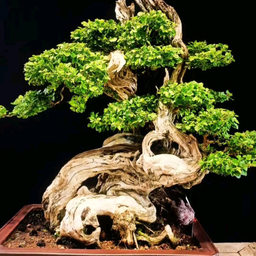 山东老陆(潍坊)