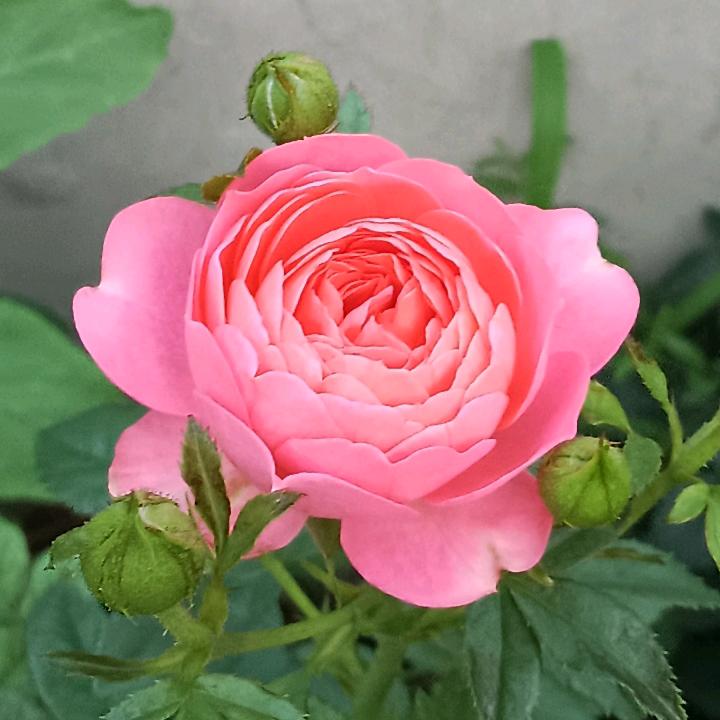 绣朗
