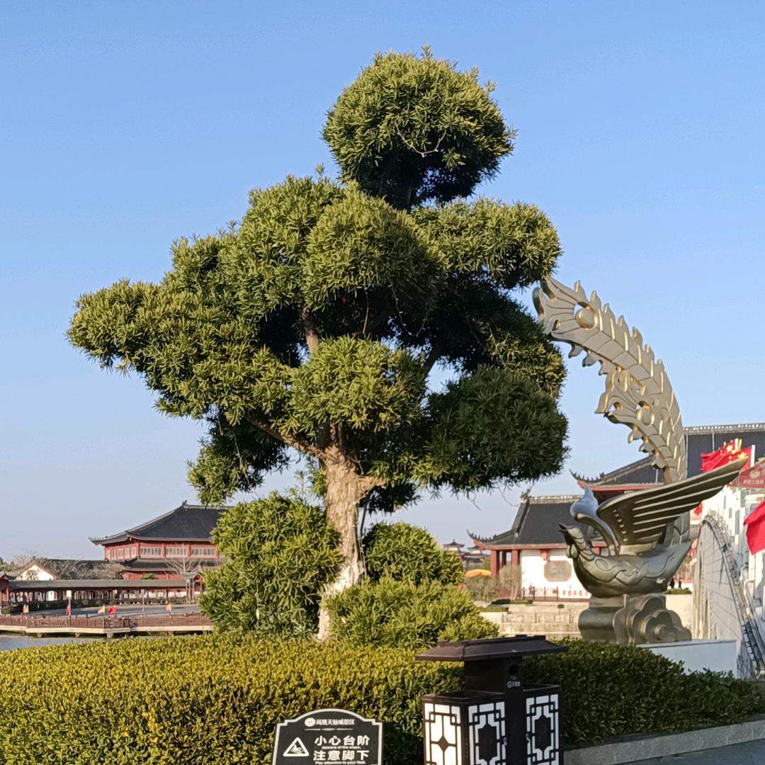 红十三